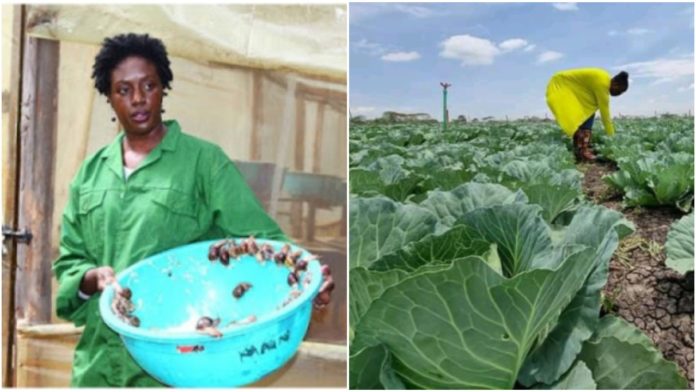 Rosemary Odinga: The First Snail Farmer In East Africa