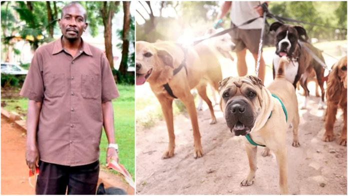 Linus Maranya: The Dog Walker Making Upto Sh500 Per Hour Walking Man’s Best Friend