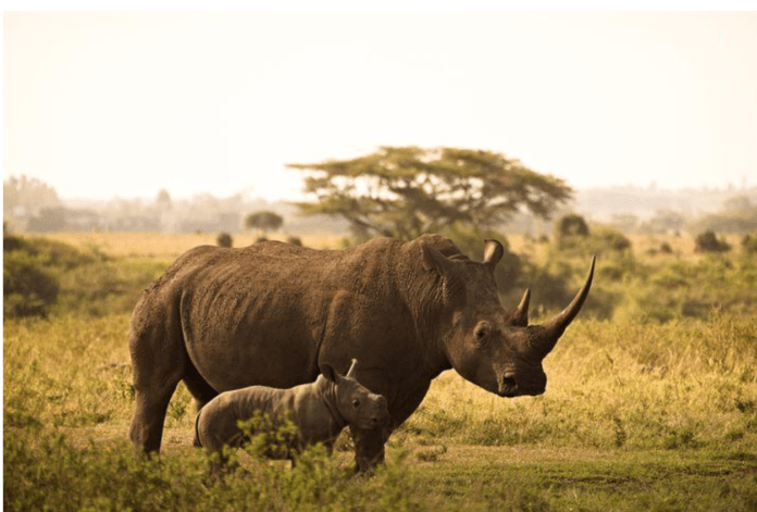 Kenya Safari from Nairobi: Fun Things to Do