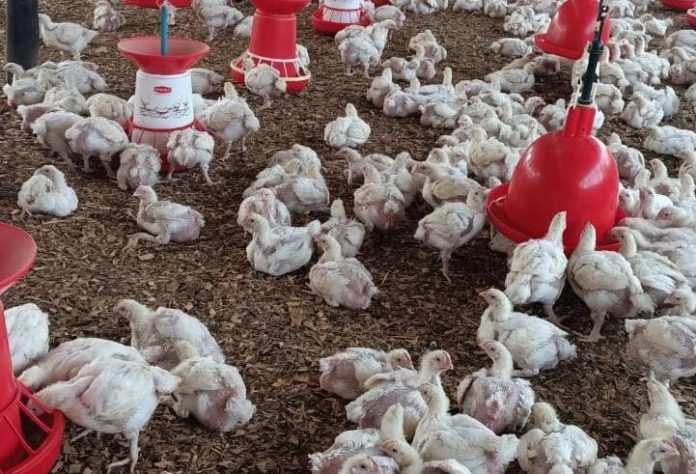 Annette Sesera: Ambitious Chicken Rearing Business Almost Left Me Flat Broke, Depressed
