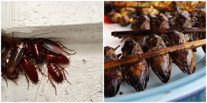 Cockroach Farming: Making Millions From Africa's New Oil