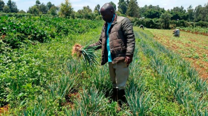 Christopher Angote: The Teacher Who Quit His Job Now Earning Sh30,000 A Day From Farming