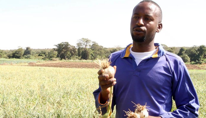 Moses Karimi: Primary School Dropout Making Ksh4.8 Million From Garlic Farming