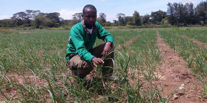 Moses Karimi: Primary School Dropout Making Ksh4.8 Million From Garlic Farming
