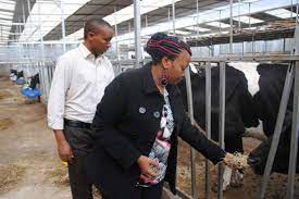 started off hawking milk and ended up establishing a Ksh50 million Dairy Farm in Ruiru constituency.