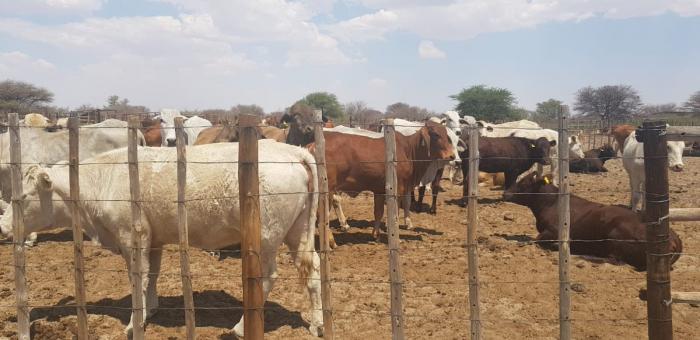 Willy Kathurima: Kenyan Who Owns 22,000 Acres of Land in Botswana With Over 1,000 Cattle