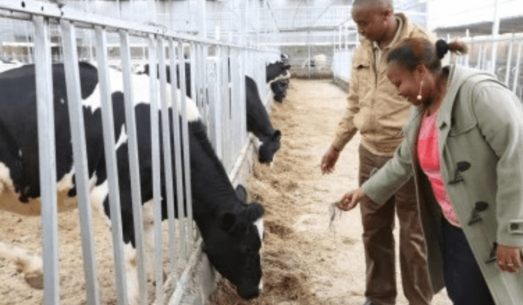 started off hawking milk and ended up establishing a Ksh50 million Dairy Farm in Ruiru constituency.