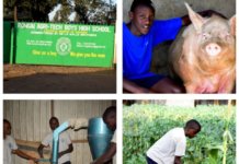 Rongai Boys: The High School In Nakuru Where Students Grow Their Own Food, Rear Animals