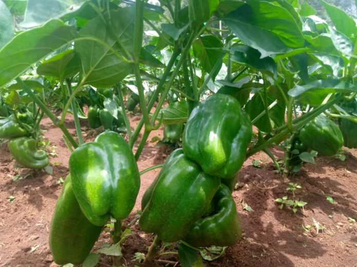 Samuel Magumba: Farmer Making Millions From Capsicum, Upto Sh500,000 Per Acre