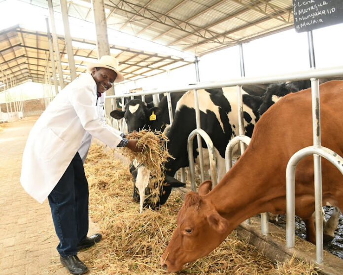 Martin Gatheca: Dairy Farmer Who Made Upto Sh50,000 Daily On A Project That Started As A Hobby