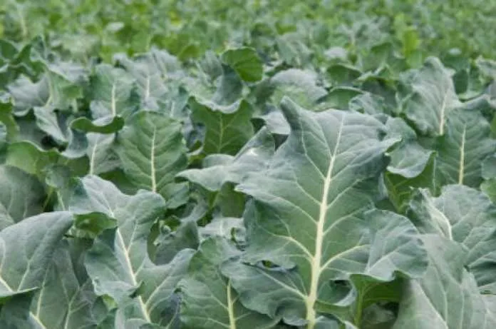 Stephen Kibathi: From Earning Sh35 Per Day To Making Sh3,000 Daily From Vegetable Farming 