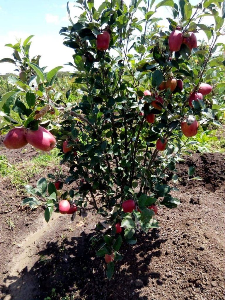 Kate Wambugu: Laikipia Farmer Making Millions From Apples