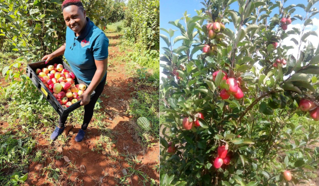 Kate Wambugu: Laikipia Farmer Making Millions From Apples