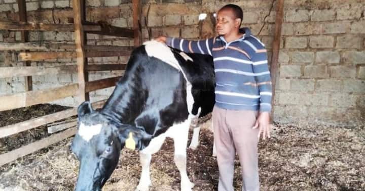 John Njoroge: Farmer Who Sold Bull To Uhuru For Ksh1 Million And Gifted President Ruto Another
