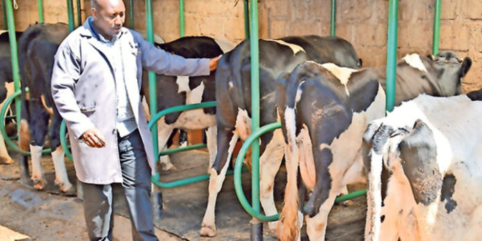 Evans Gitau: School Dropout Turned Matatu Tout And Driver Now Making A Killing In The Dairy Industry