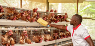 Steve Kamwa Sande: From Quitting Well Paying Job To Establishing Multi-Million Poultry Farm In Kisumu