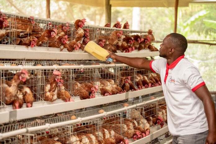 Steve Kamwa Sande: From Quitting Well Paying Job To Establishing Multi-Million Poultry Farm In Kisumu