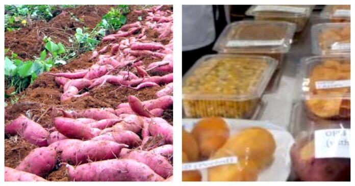 Catherine Otaga: Busia Farmer Who Makes Upto Ksh8,000 A Day From Sweet Potato Cookies 