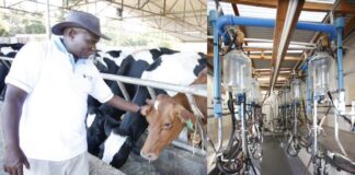 Omingo Magara: I Spend Ksh500,000 Per Month To Feed My Dairy Cows