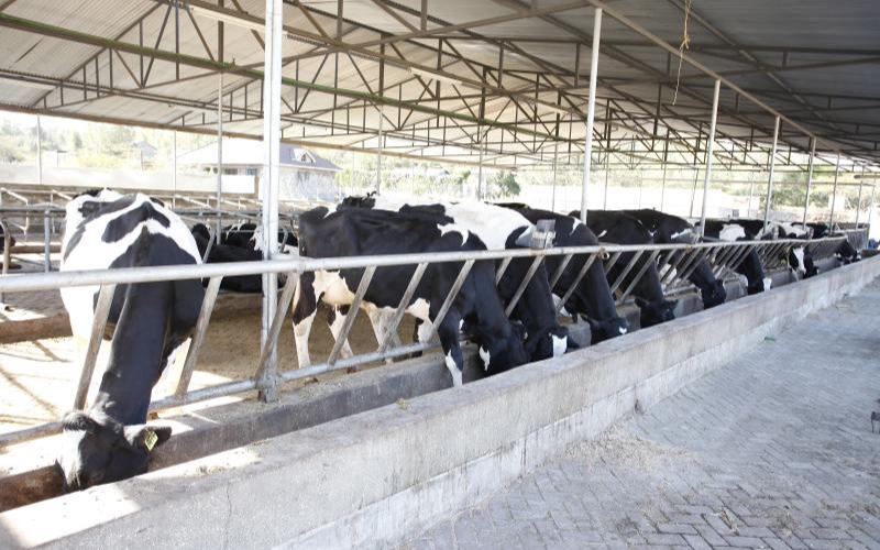 Omingo Magara: I Spend Ksh500,000 Per Month To Feed My Dairy Cows