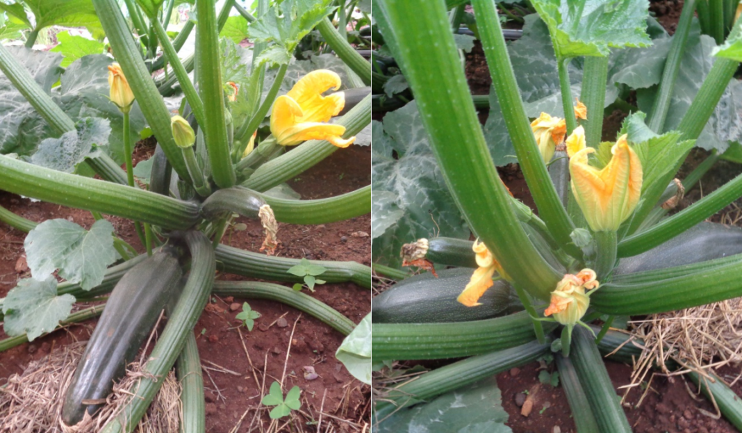 Jared Ong’angi: Inside Kisii Farmer's Ksh50,000 Per Week Zucchini Farming Venture