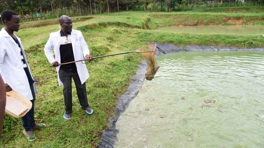 Laban Mwanzo: Meet One Of The Largest Fish Farmers In Western Kenya With 200 Ponds
