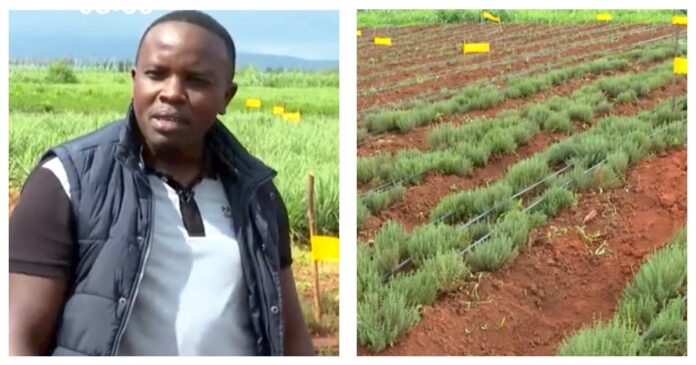 Gabriel: Farmer Making A Fortune From Export Of Winter Thyme