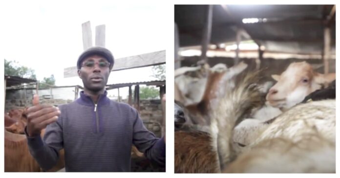 Francis Kimani Mwangi: From A Teacher Earning Ksh5,000 To Creating A Meat Empire Worth Millions