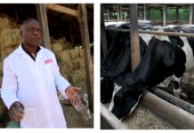 Willy Kirwa: How Form Two Dropout Found Millions In Dairy Farming, Now Largest Milk Supplier In Eldoret