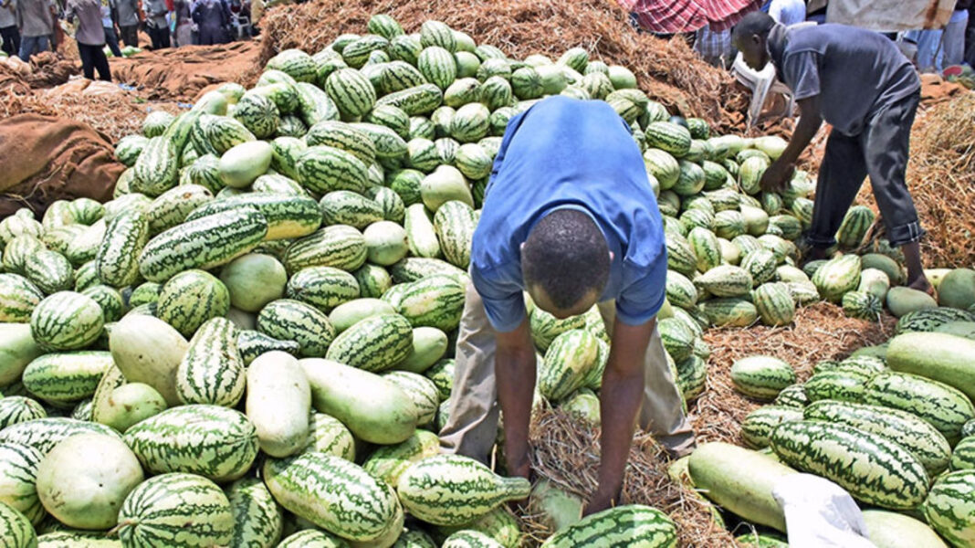 Stephen Kinyua: Ex-Teacher Minting Millions From Watermelons