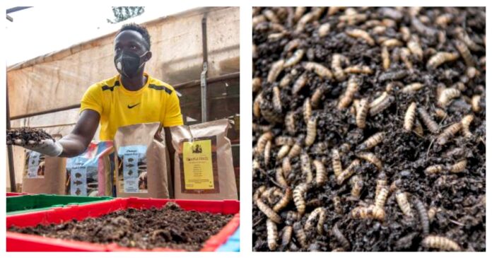 Nicholas Ndekei: Entrepreneur Making Tidy Sum From Black Soldier Fly Farming