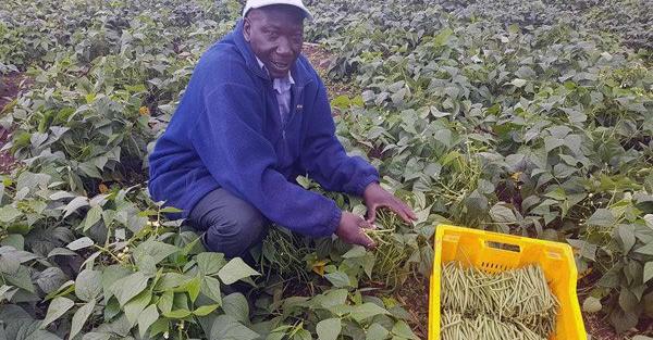 Paul Ng'ang'a: Farmer Earning Hundreds of Thousands From Exporting French Beans