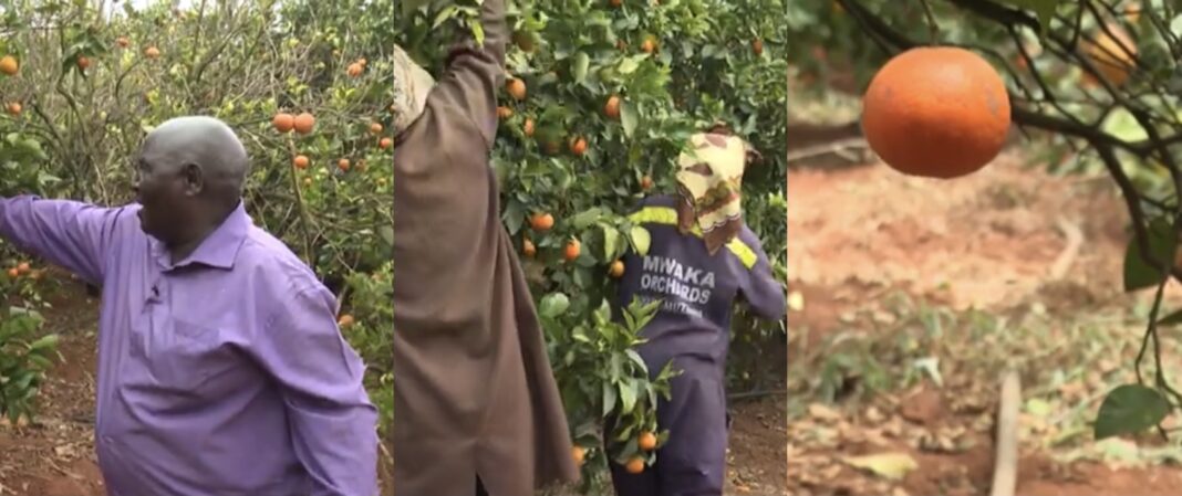 Peter Mwaka: Makueni Farmer With Over 400 Trees Of Pixie And Minora Orange Varieties