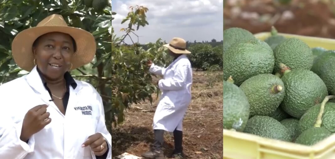 Grace Karanja: Co-Founder of Avocado Farm Boasting Over 20,000 Trees