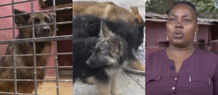 Nancy Kirubi: Woman in Dogs Business Selling 2-Months Old Puppies For Up To Ksh 200K