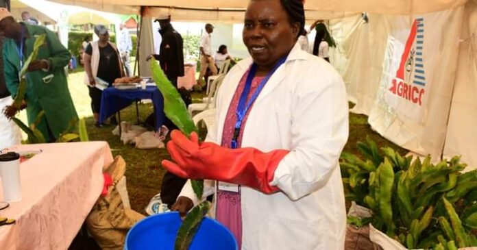 Dr Monica Waiganjo: Retiree Ventures Dragon Fruit Farmings, Farmers Can Make Upto Ksh2 Million Per Acre