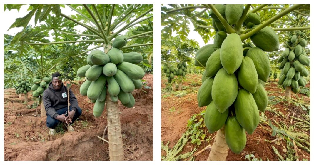 Alexander Kituku: Graduate Making A Fortune From Pawpaw Seedlings After 3 Failed Attempts To Grow The Fruit