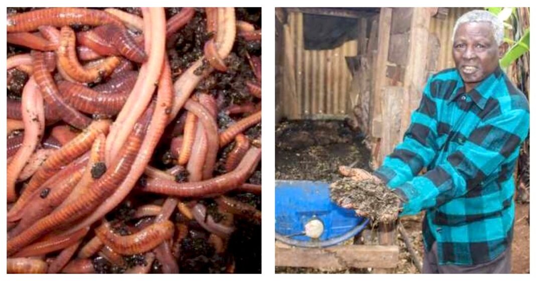 Daniel Mwiti: Meru Farmer Rearing Red Earthworms Selling At Up To Ksh 2,500 Per Kilo