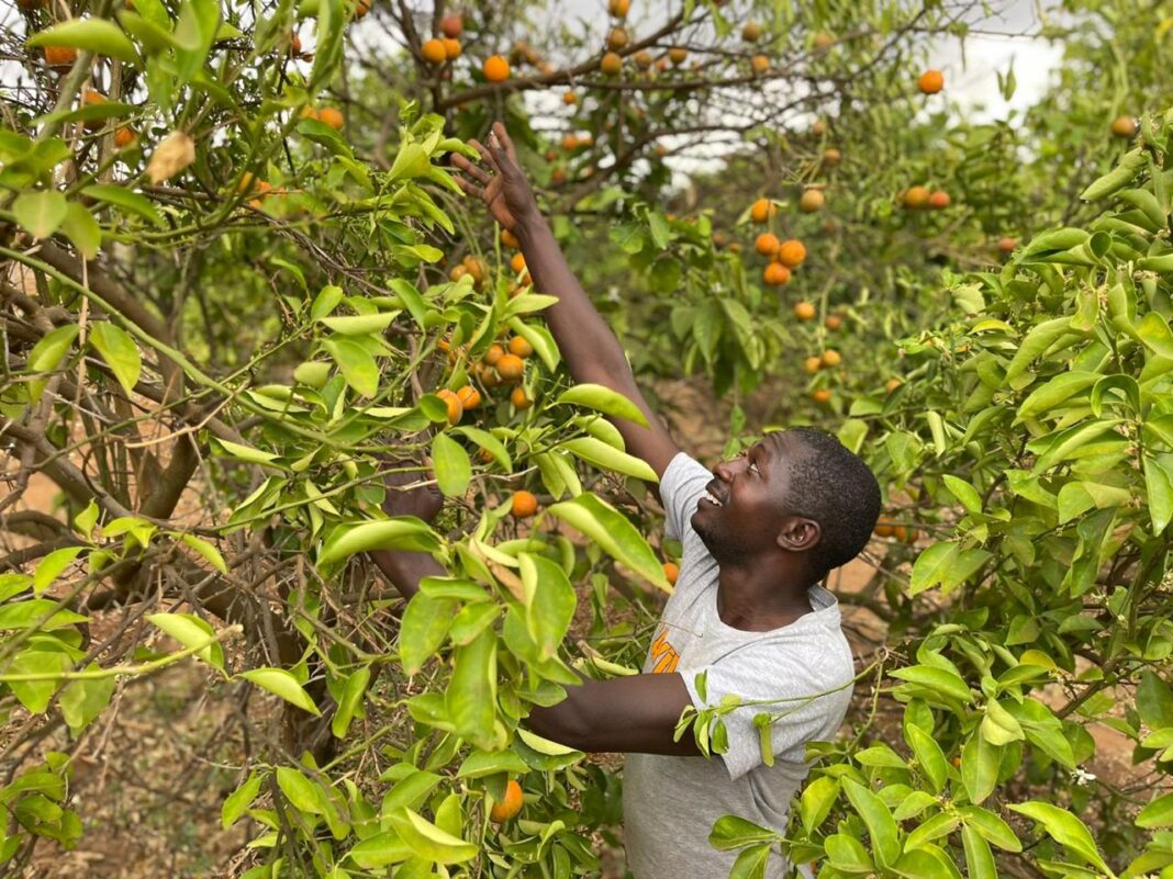 Amos Muange: Makueni Farmer Earning Ksh500,000 From Sweet Pixie Oranges Per Season 