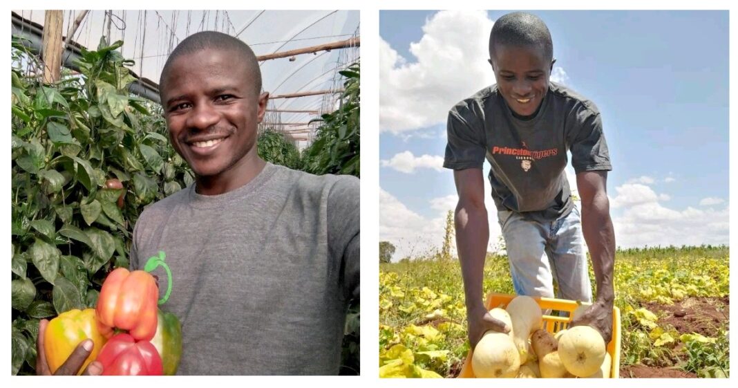 Fred Munene: Farmer Making Millions From Capsicum, Vegetables Farming