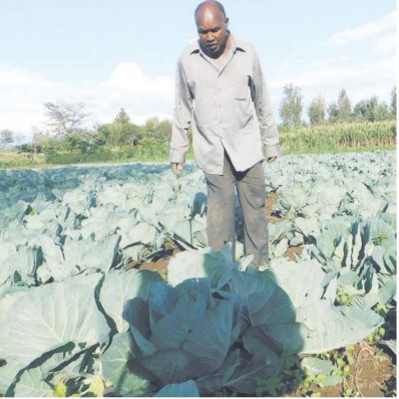 Joseph Rotich: Tractor Driver Quits Job To Sell Cabbages, Manages To Buy Three Plots