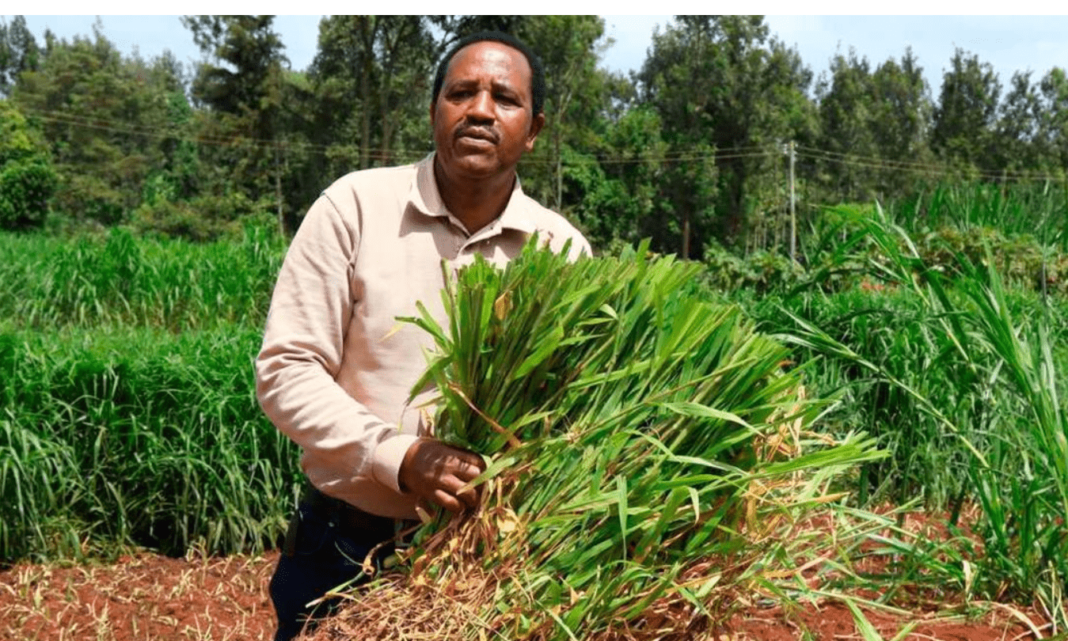 Githaiga Kihara: Ex-Primary School Teacher Minting Money From Growing Grass