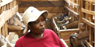 Hellen Waruguru: How Job Loss Led To Birth Of Thriving Goat Dairy Business