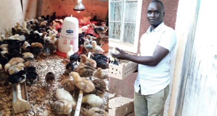 Amos Nyambane: Dedan Kimathi University Graduate Making Up To Ksh 300K Weekly From Selling Chicks
