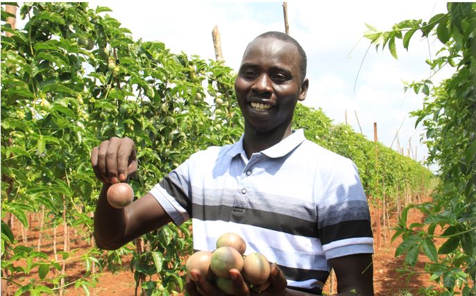 Edwin Rono: Nakuru Farmer Ditches Maize For Passion Fruit Farming Now Making Up To Ksh 165K Per Season