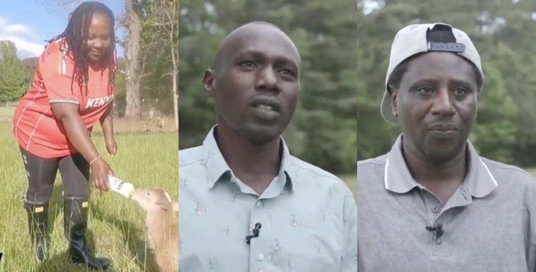 Bernard Wambugu And Peter Ngugi: Kenyan Truckers Running Sheep, Goats Farm In The US