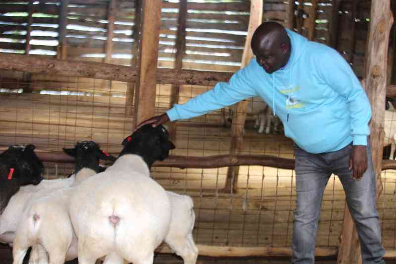 David Kiplagat: Legislator Making Millions Selling Dorper Sheep, Fetching Up to Ksh200,000 Per Sheep