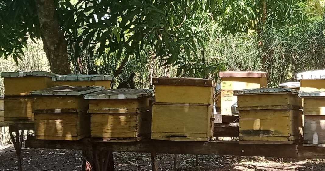 Paul Njuki: Murang'a Teacher Builds A Buzzing Business From Beekeeping