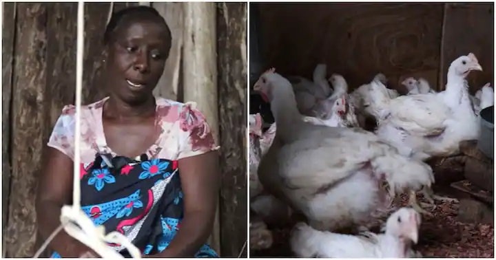 Eunice Jepkirui: How Single Mum From Nakuru Started A Thriving Chicken Business After Losing Her Job