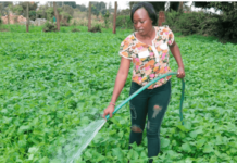 Ceciliah Maina: 29-Year Old Kiambu Farmer Minting Profits From Managu